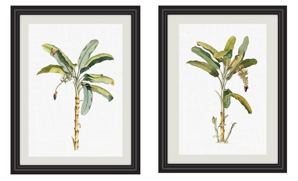 Sada obrázků palmy A5 (148 x 210 mm): A5