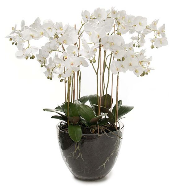 Animadecor Umělá dekorace - Orchidea bohatá bílá ve skle 90cm