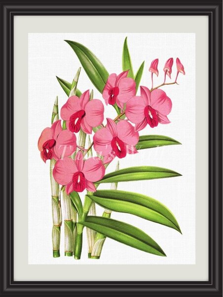 Obrázek růžová orchidej A5 (148 x 210 mm): 148 x 210 mm