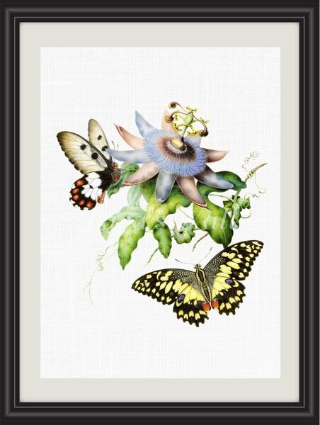 Obrázek motýl žluťásek A5 (148 x 210 mm): 148 x 210 mm