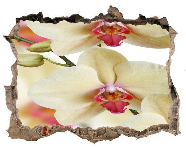 Fototapeta nálepka na zeď Orchidej nd-k-102443917