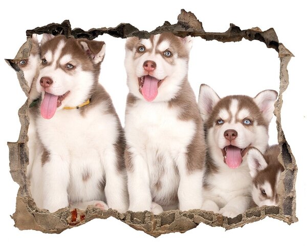Díra 3D fototapeta nálepka Štěně Husky nd-k-110309501