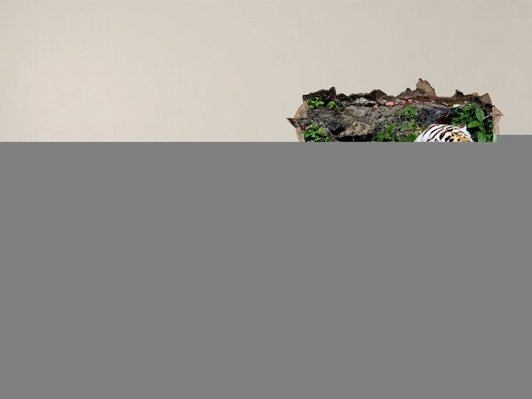 Fototapeta díra na zeď Tygr na skále nd-k-118161704