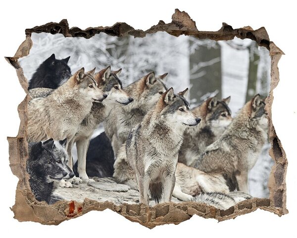 Díra 3D fototapeta nástěnná Nálepka vlci zimou nd-k-171243935