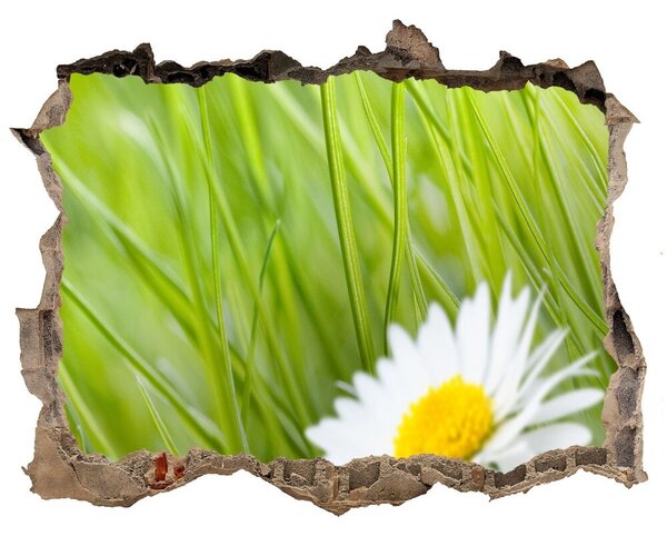 Samolepící nálepka fototapeta Sedmikrásky nd-k-34475472