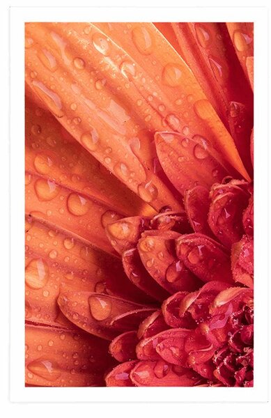 Plakát oranžová gerbera s kapkami vody