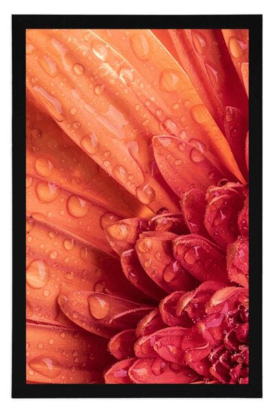 Plakát oranžová gerbera s kapkami vody