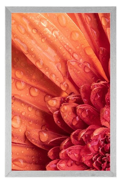 Plakát oranžová gerbera s kapkami vody