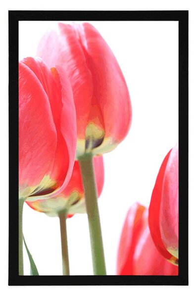 Plakát červené polní tulipány