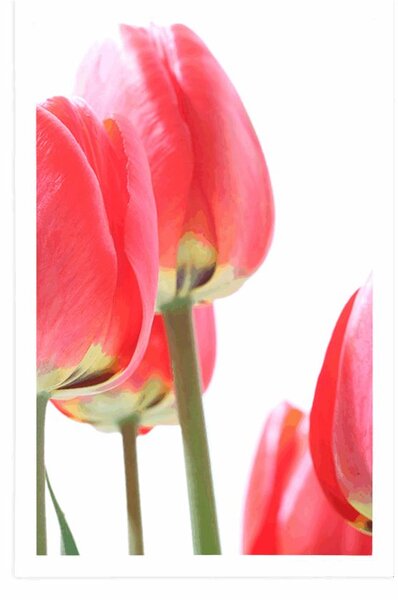 Plakát červené polní tulipány