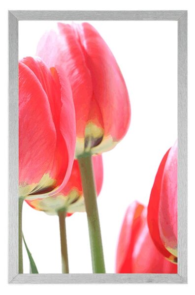 Plakát červené polní tulipány