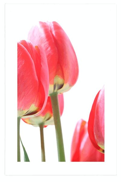 Plakát s paspartou červené polní tulipány