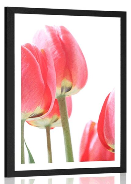 Plakát s paspartou červené polní tulipány