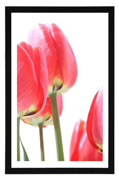 Plakát s paspartou červené polní tulipány