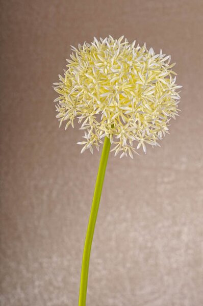 Paramit Aranžovací květina česnek bílá