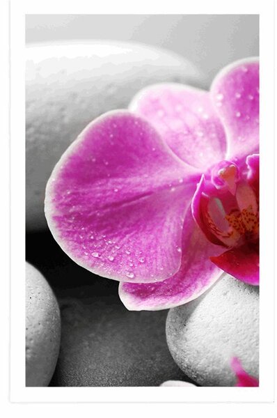 Plakát květiny orchideje na bílých kamenech