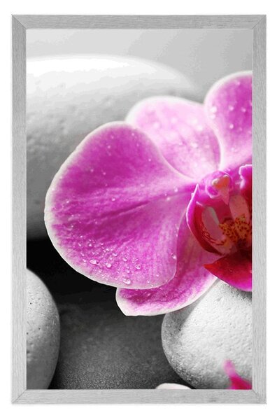 Plakát květiny orchideje na bílých kamenech