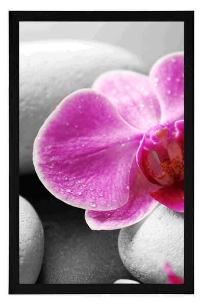 Plakát květiny orchideje na bílých kamenech