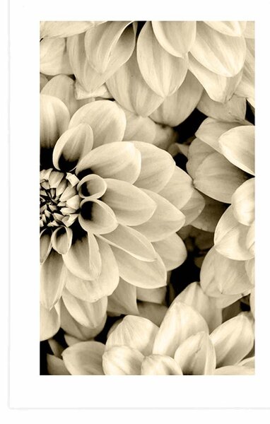 Plakát s paspartou květiny dálí v sépiovém provedení