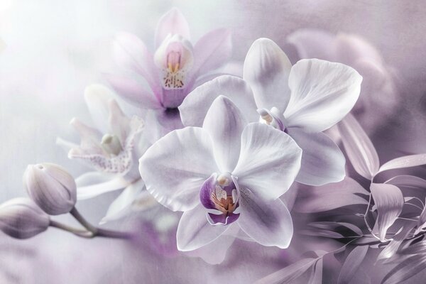 Fototapety Bílé a lila jemné květy orchidejí, měkké osvětlení a rozmazané texturované pozadí , Fototapety květiny, w09155 : uwalls.cz