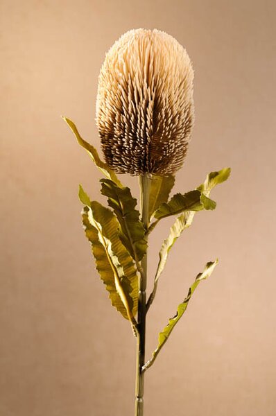 Paramit DRY BANKSIA Aranžovací květina 65 cm krémová