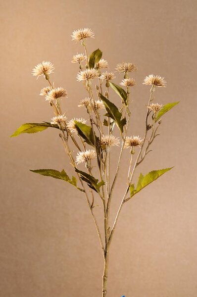 Paramit DRY SWEET DAISY Aranžovací květina 72 cm krémová