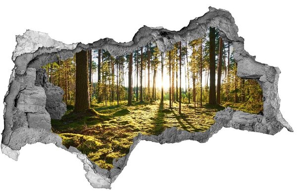 Nálepka fototapeta 3D na zeď Sosnový les nd-b-92027264