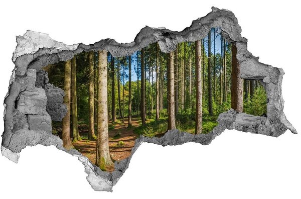 Fotoobraz díra na stěnu Panorama les nd-b-93946389