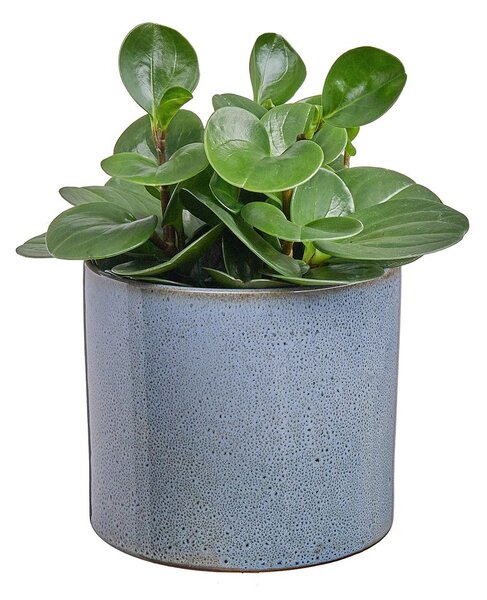 GLAZE Glazovaný květináč 17 cm - olivová