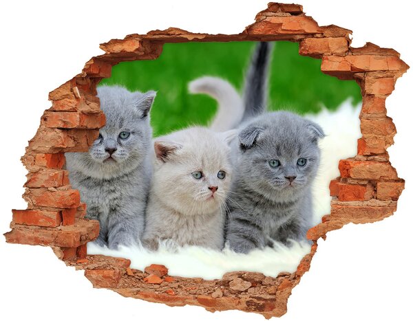 Díra 3D fototapeta nálepka Tři kočky na dece nd-c-112670236
