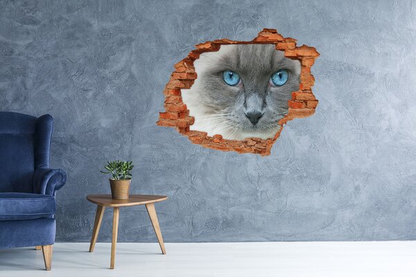 Díra 3D fototapeta na stěnu Koška modré oči nd-c-41430581
