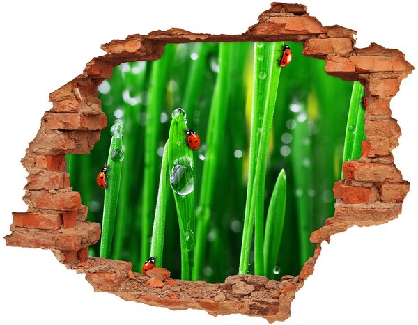 Samolepící díra Berušky na trávě nd-c-80827021