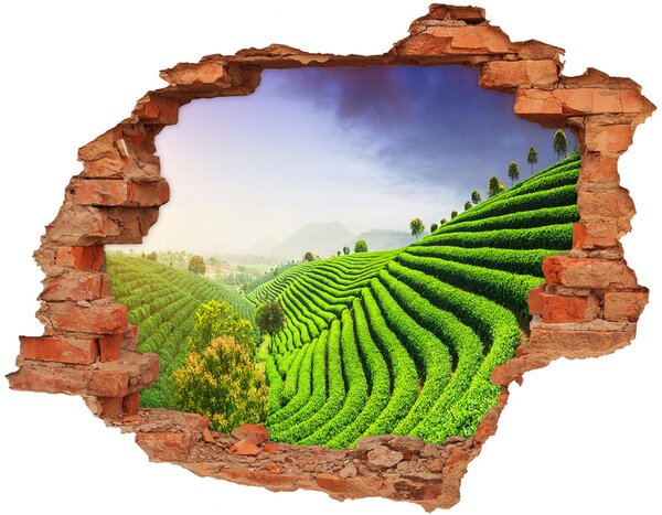 Nálepka fototapeta 3D Plantáž čaje nd-c-83004057