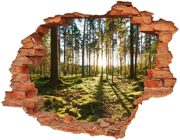 Nálepka fototapeta 3D na zeď Sosnový les nd-c-92027264