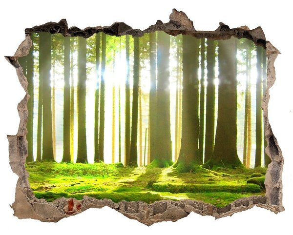 Nálepka fototapeta 3D výhled Les slunce nd-k-72227147