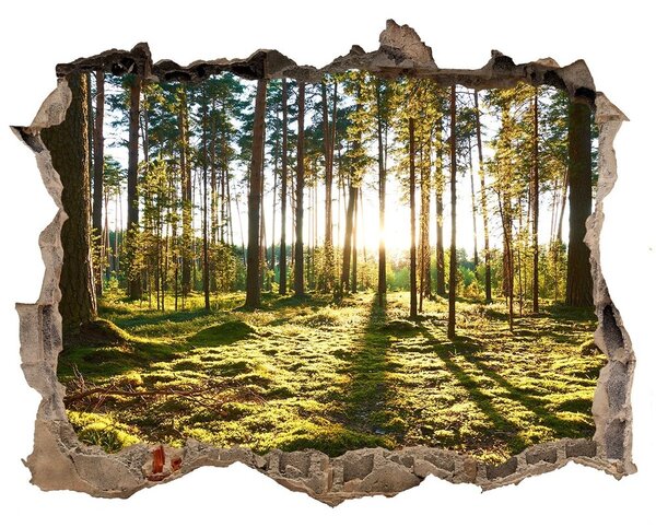 Nálepka fototapeta 3D na zeď Sosnový les nd-k-92027264