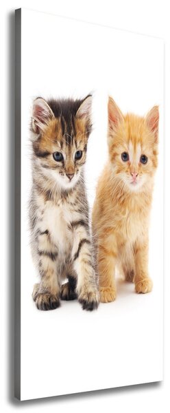 Foto obraz na plátně Šedá a červená kočka pl-oc-50x125-f-101681955