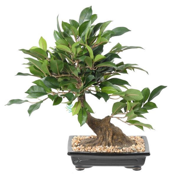 Umělá Bonsai Fíkus v misce, 38cm