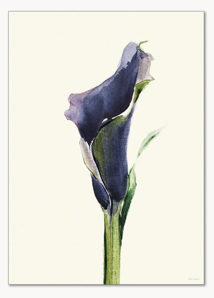 Plakát Calla Nero 1