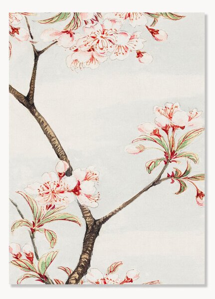 Plakát Sakura Cherry During 1870
