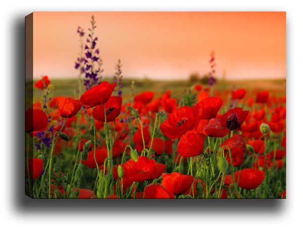 ASIR Nástěnný obraz POPPY plátno 50 x 70 cm
