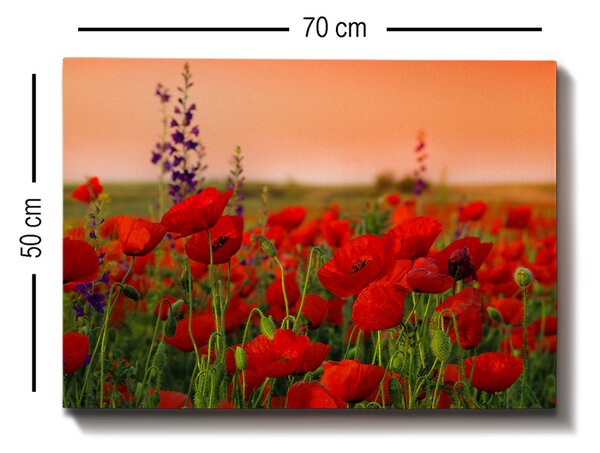 ASIR Nástěnný obraz POPPY plátno 50 x 70 cm