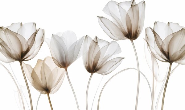 Fototapety Průsvitné hnědé a bílé tulipány s dlouhými stonky na světlém pozadí, jemné a strukturované, Fototapety květiny, w09538v1 : uwalls.cz