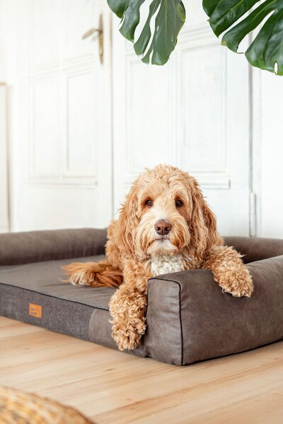 Pes Oliver Pelech Oliver Orthopedic, grafit Velikost: L - 84 x 60 cm
