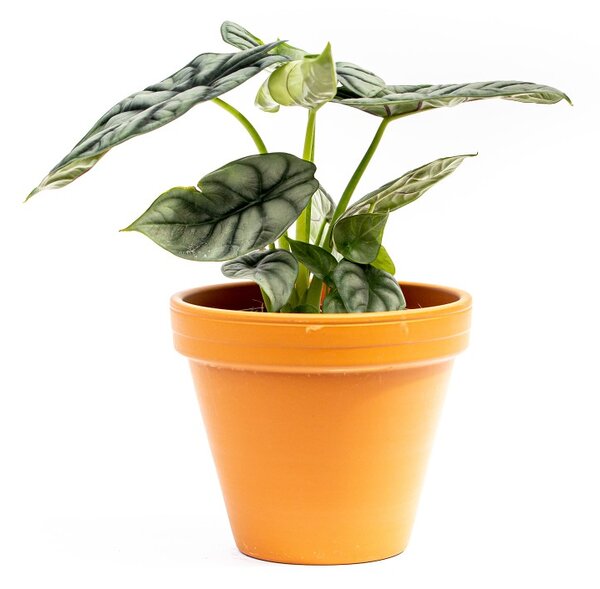 Alocasia Silver Dragon, průměr 12 cm Alokásie, Alokázie