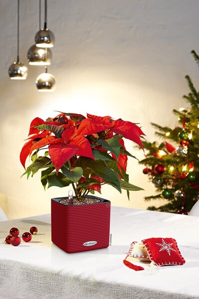 Samozavlažovací květináč Cube Color, průměr 14 cm, antracitová