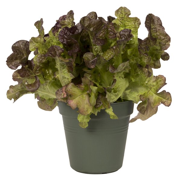 Květináč Green Basics 27 cm, zelená