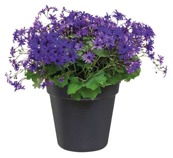 Květináč Green Basics 27 cm, černá