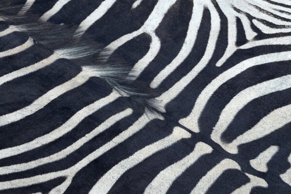 Makro Abra Koberec imitace zvířecí kůže Zebra G5128-1 černý bílý Rozměr: 100x150 cm