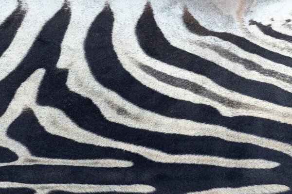Makro Abra Koberec imitace zvířecí kůže Zebra G5128-1 černý bílý Rozměr: 100x150 cm